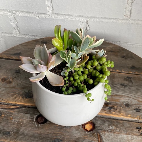 Outdoor Succulent Dressing Ideas 