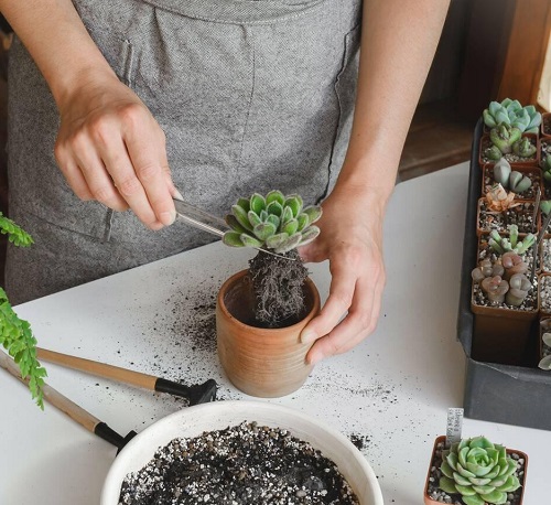 Repotting Succulent