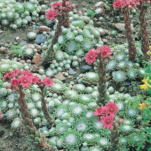 Indoor Succulent Ground Covers 2