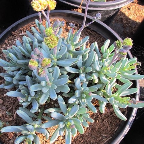 Blue Chalksticks succulent with flower
