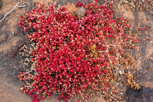 Slenderleaf Ice Plant Succulent Ground Covers 1