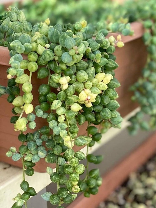 String of Watermelon Plant Profile