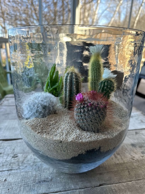 Living Stones With Tan Pebbles