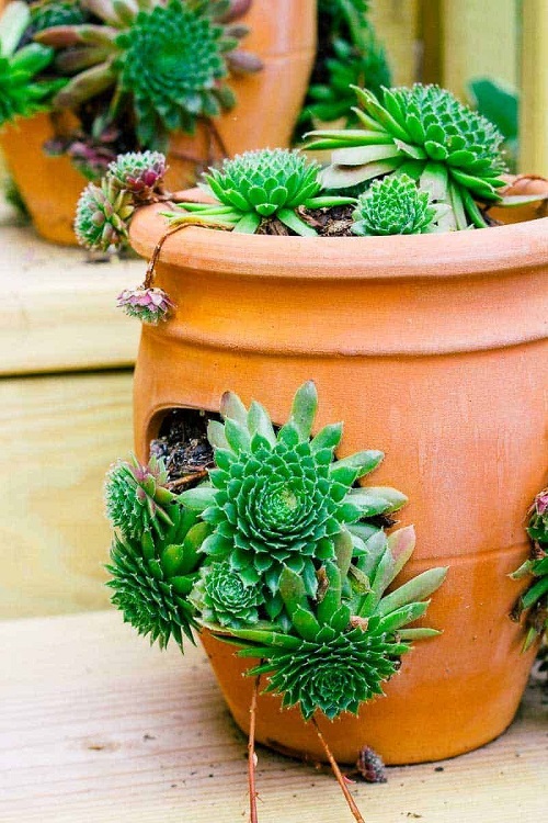 Beautiful Succulent Plant 2