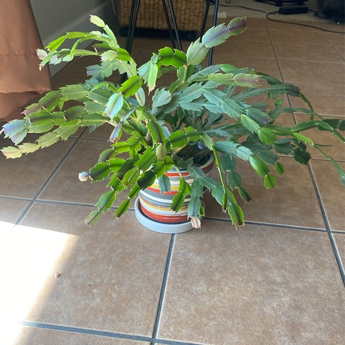 Christmas Cactus Leaves and Flowers Falling Off Light Issues