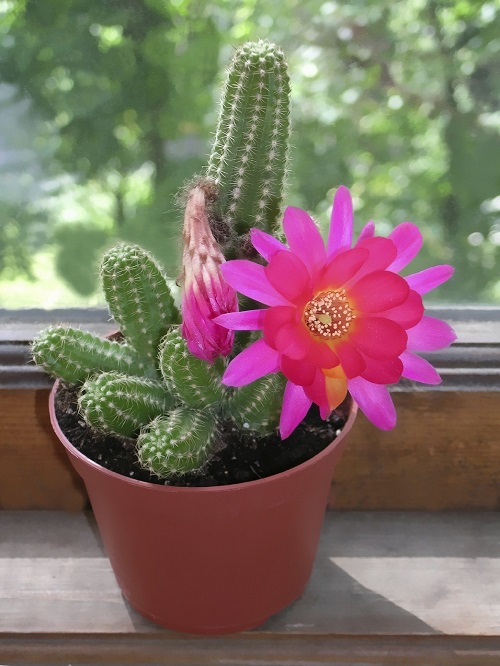 Cactus With Flower 2