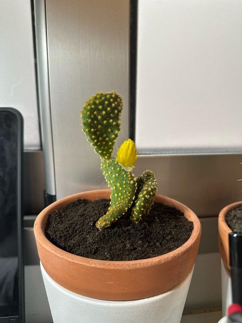 Cactus With Flower 3