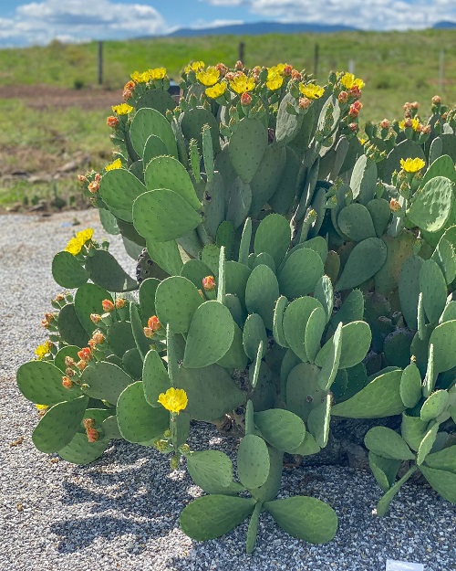  Cactus Varieties In Garden 3