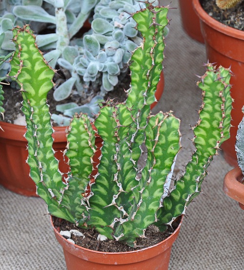 Euphorbia pseudocactus