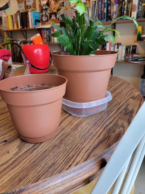 Christmas Cactus Leaves and Flowers Falling Off