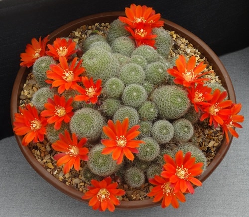 Cactus With Flower 1