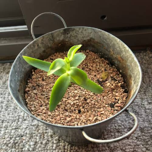 Turface MVP for Succulent Dressing
