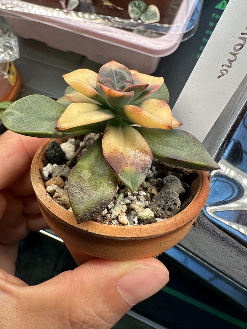 Pests problem Succulent Leaves Turn Yellow