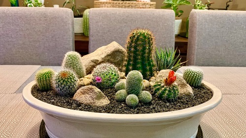 Indoor Cactus Plant With Flower 1