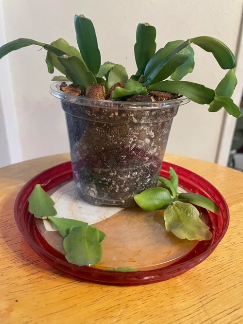 Christmas Cactus Leaves and Flowers Falling Off Temperature issue