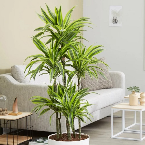 Beautiful Succulent Plant 3