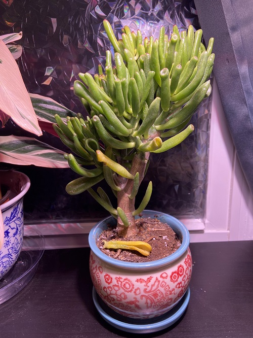 Succulent Leaves Turn Yellow problem With age