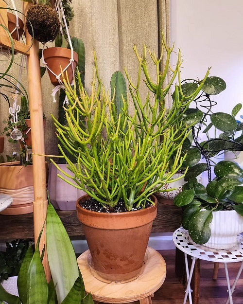 Pencil Cactus Plant Care 1