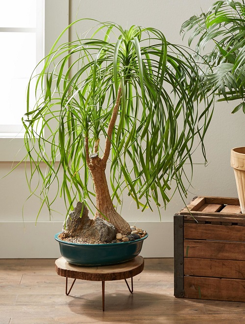 Beautiful  indoor Plants 1