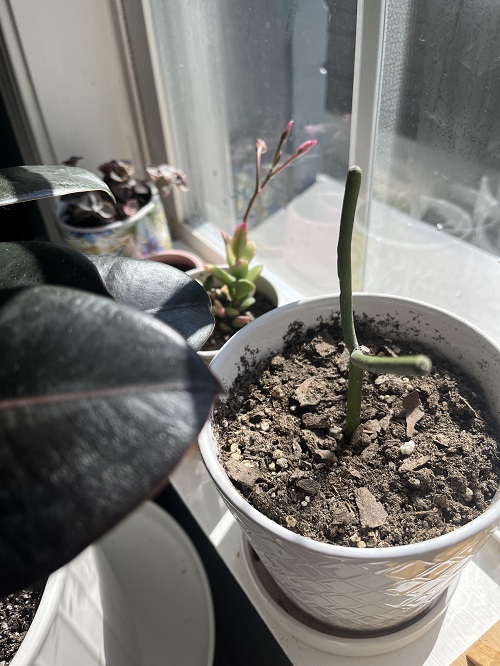 Propagating Pencil Cactus Plant 1