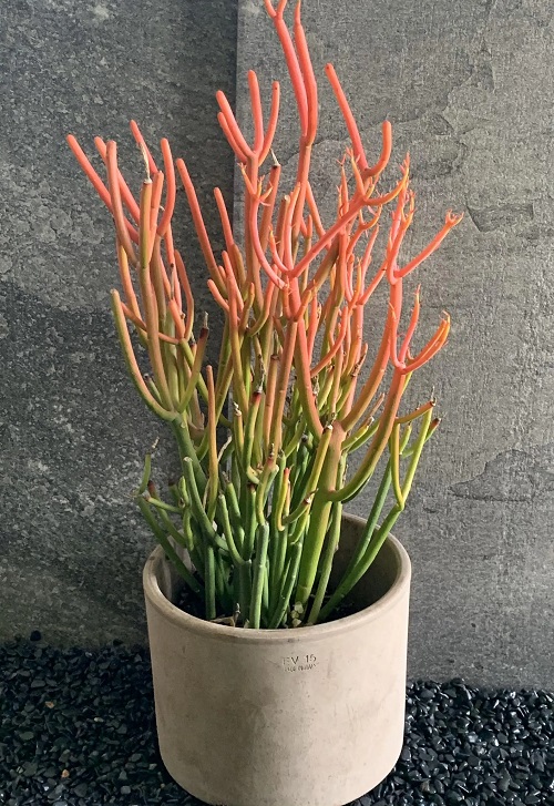 Pencil Cactus Plant Care 1