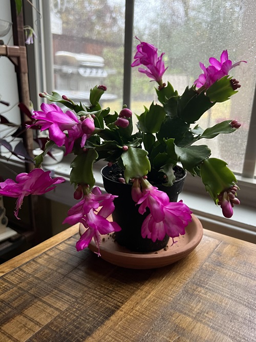 main problem Christmas Cactus Leaves and Flowers Falling Off