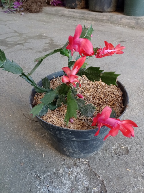 Christmas Cactus Leaves and Flowers Falling Off soil problem