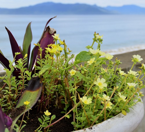Herbs You Can Plant with Succulents