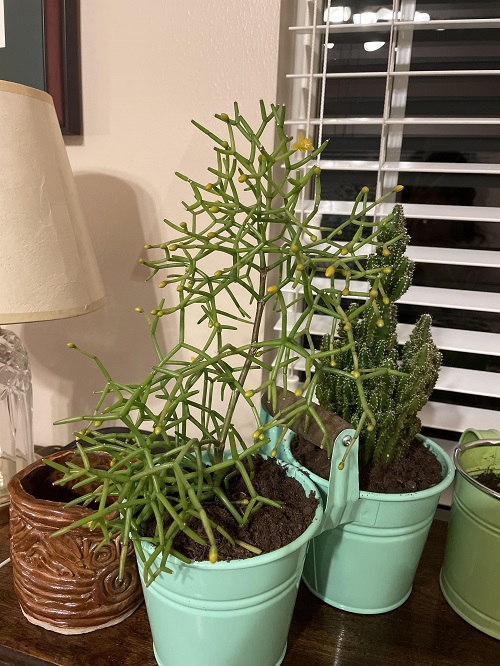 Spineless Cactus Varieties 2