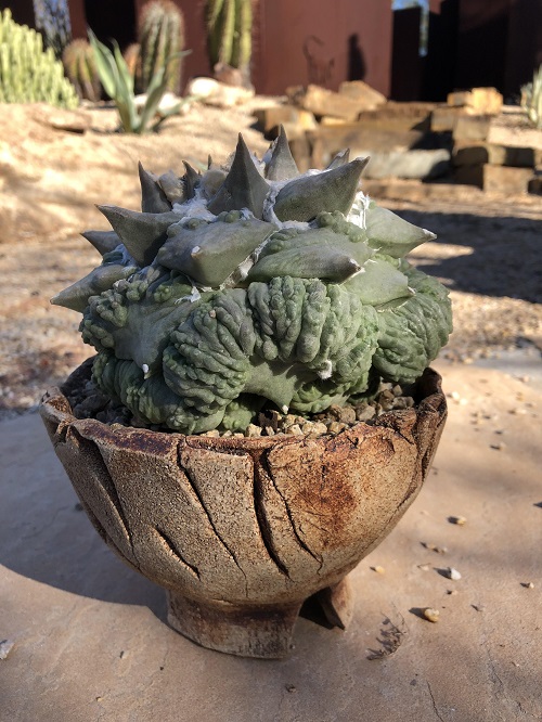 Spineless Cactus Varieties 3