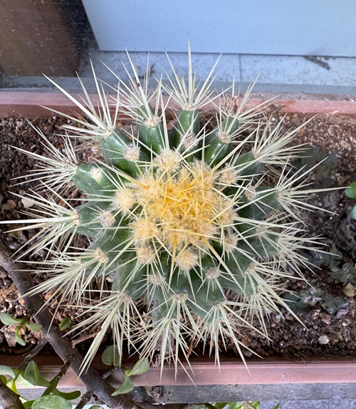 Cactus That Bloom in Summer 3