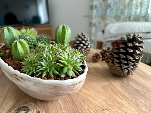 Cactus Decor Ideas For Home 3