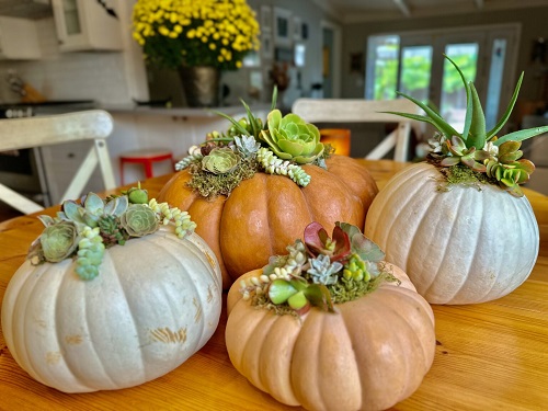 Indoor Succulent Pumpkin 5