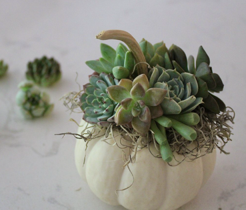 Outdoor Succulent Pumpkin 3