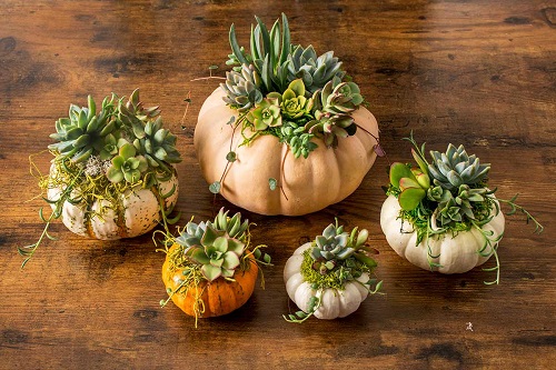 Indoor Succulent Pumpkin 1