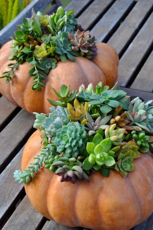 Indoor Succulent Pumpkin 2