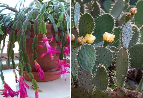 Difference Between Prickly Pear Cactus and Christmas Cactus
