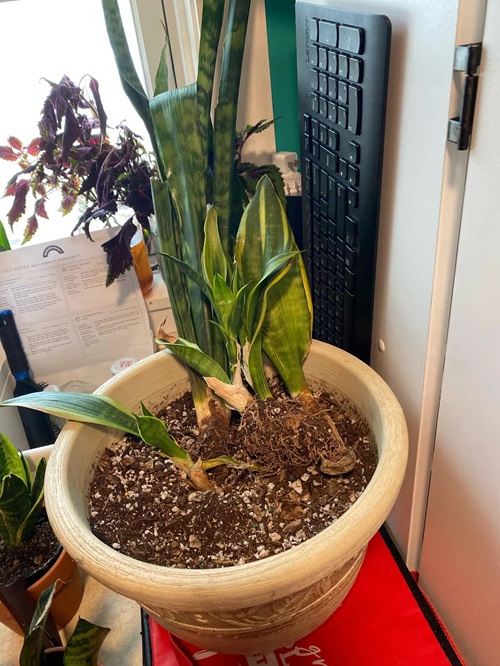 snake plant pot with drainage hole