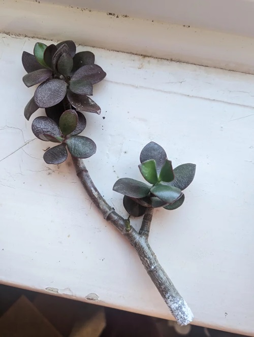 Repot the Stem
