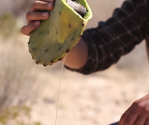 Drink Water From a Cactus