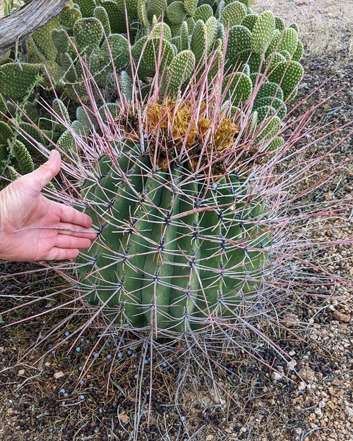 Amazing Cactus With Biggest Thorns