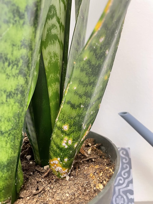 Pests and Diseases snake plant