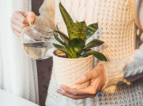 Succulent watering 2