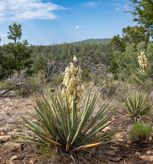 Certain Edible Succulents You Should Know