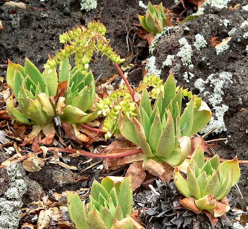 Beautiful Dudleya in Graden