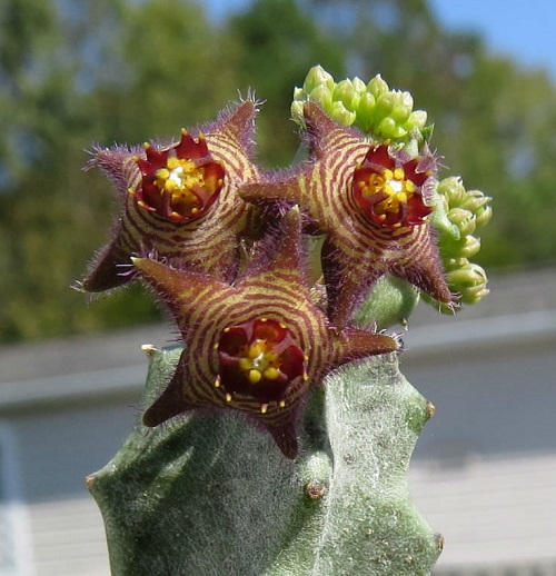 Caralluma europaea