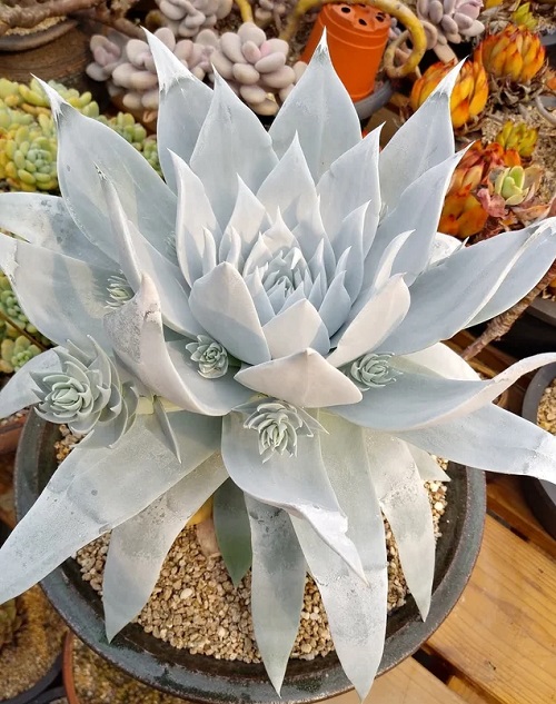 Types of Dudleya