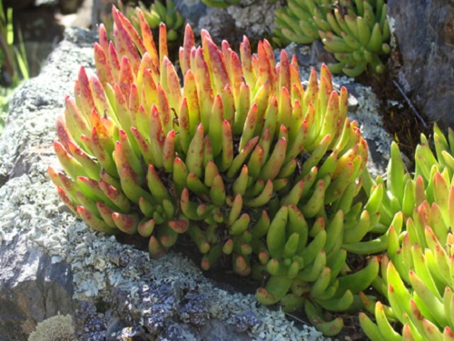 Dudleya viscida