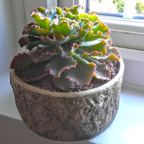 Best Perennial Succulents 