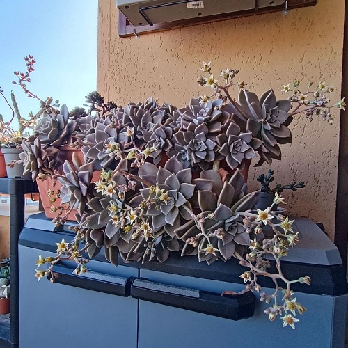 Succulents That Grow Faster in Shallow Containers 2